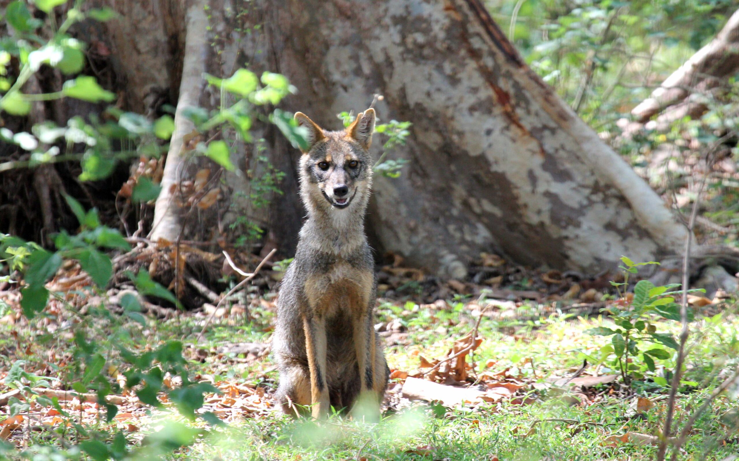 willife-sinaha-lanka-tours (3)